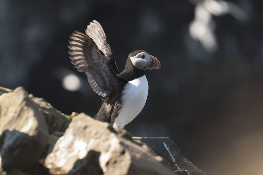 Húsavík: Whale-Watching Cruise and Puffins Guided Tour - Your Time at Sea: How the 3–3.5 Hours Unfold