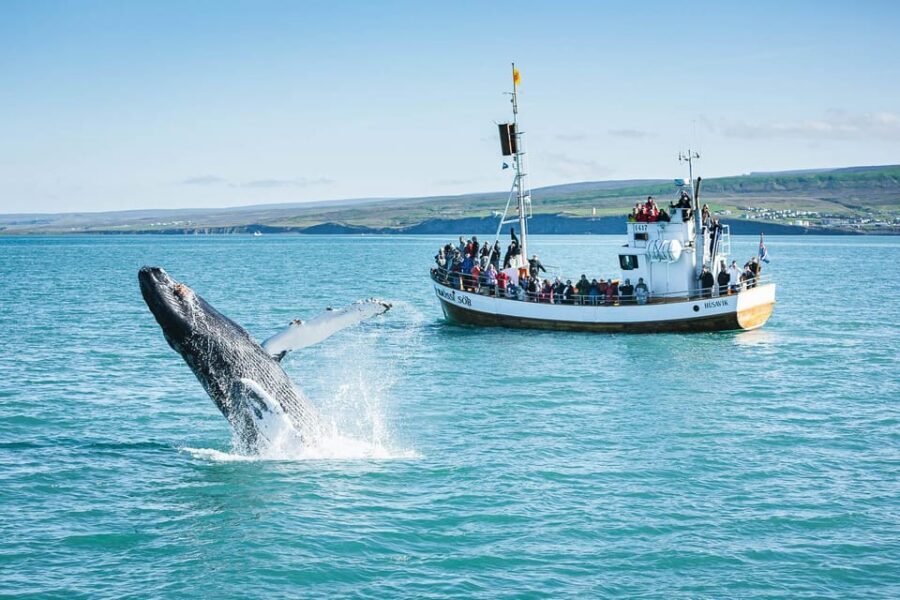 Húsavík: Whale-Watching Cruise and Puffins Guided Tour - What You Might See: Whales, Dolphins, and Seabirds