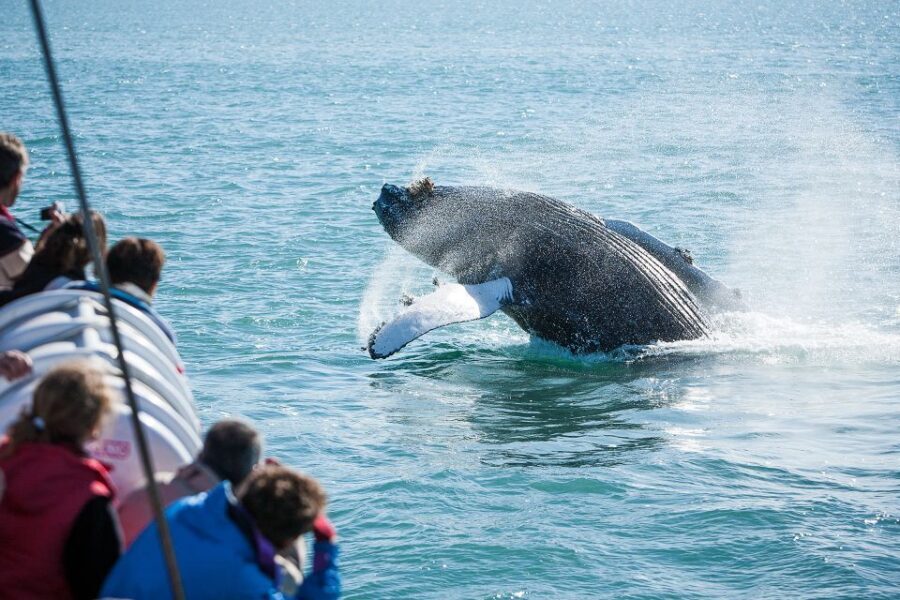 Húsavík: Whale-Watching Cruise and Puffins Guided Tour - Puffin Island: Thousands of Birds, But Often Not “Close-Up”