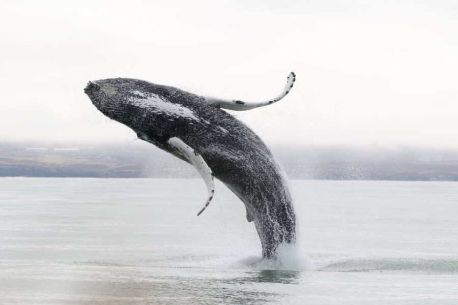 Húsavík: Whale-Watching Cruise and Puffins Guided Tour - Guides and On-Board Energy: How the Tour Stays Interesting