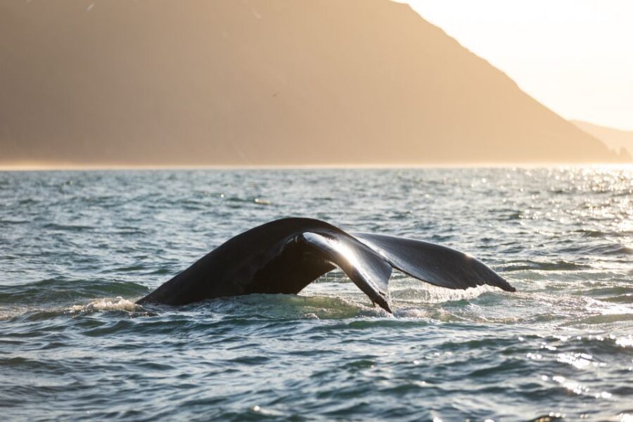 Húsavík: Whale-Watching Cruise and Puffins Guided Tour - Hot Chocolate and Cinnamon Buns: Why This Little Detail Matters