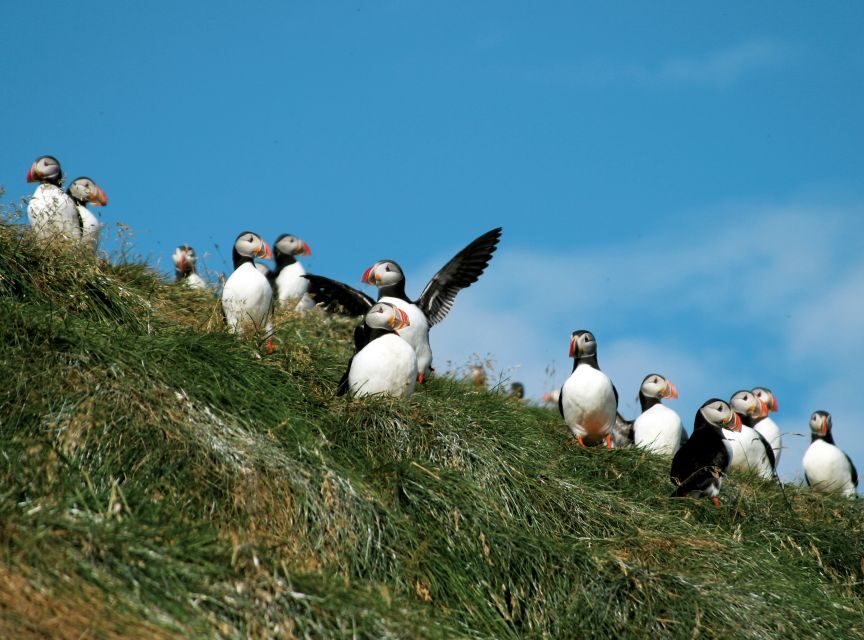 Húsavík: Whale-Watching Cruise and Puffins Guided Tour - Price and Value: Is $135 a Fair Deal?