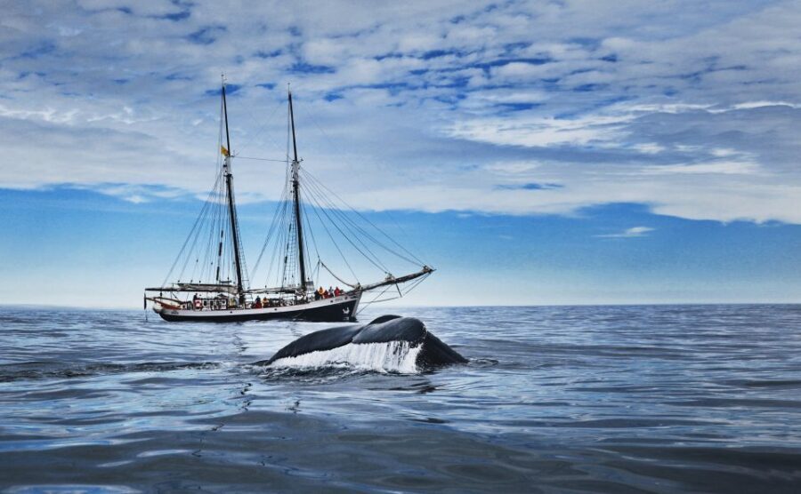 Husavik: Whale Watching on a Carbon Neutral Oak Boat - Key things to know before you go