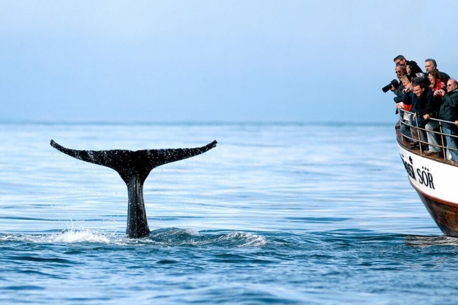 Husavik: Whale Watching on a Carbon Neutral Oak Boat - Why Húsavík is still the whale-watching capital vibe