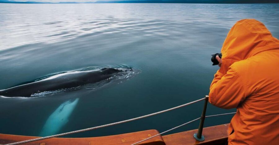 Husavik: Whale Watching on a Carbon Neutral Oak Boat - Your 3-hour flow: comfort first, then scanning for wildlife