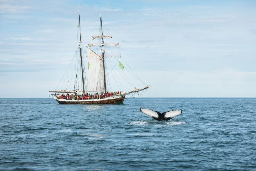 Husavik: Whale Watching on a Carbon Neutral Oak Boat - Skjálfandi Bay watching: whales, dolphins, and seabirds in motion