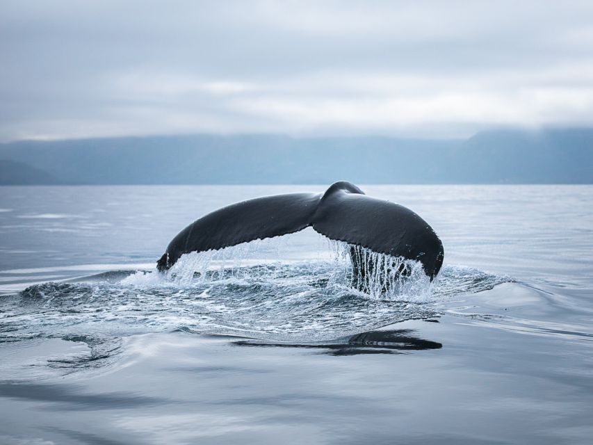 Husavik: Whale Watching on a Carbon Neutral Oak Boat - Warm overalls, hot chocolate, and a cinnamon bun: the feel-good reset