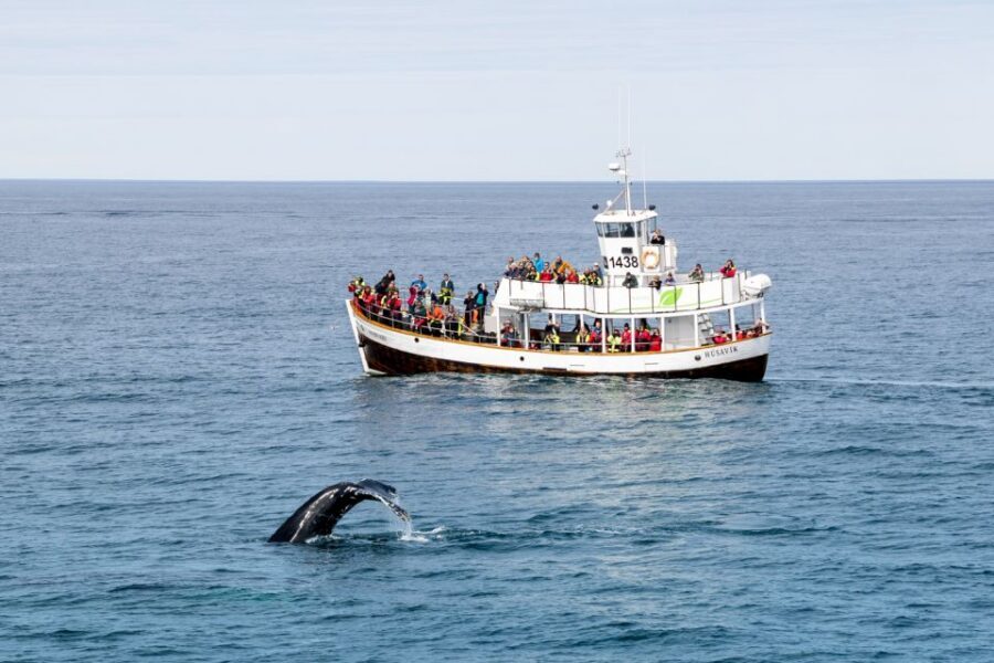 Husavik: Whale Watching on a Carbon Neutral Oak Boat - Who should book (and who might plan a backup)
