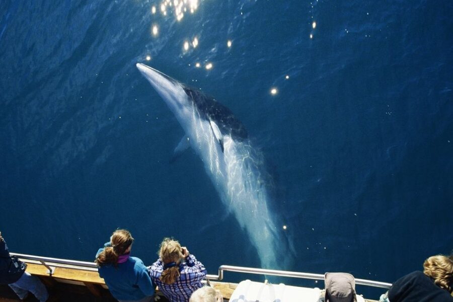 Husavik: Whale Watching on a Carbon Neutral Oak Boat - Should you book this carbon-neutral Húsavík whale watch?