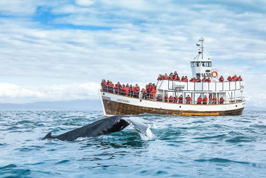 Husavik: Whale Watching on a Carbon Neutral Oak Boat - The carbon-neutral oak boat: what it changes for you