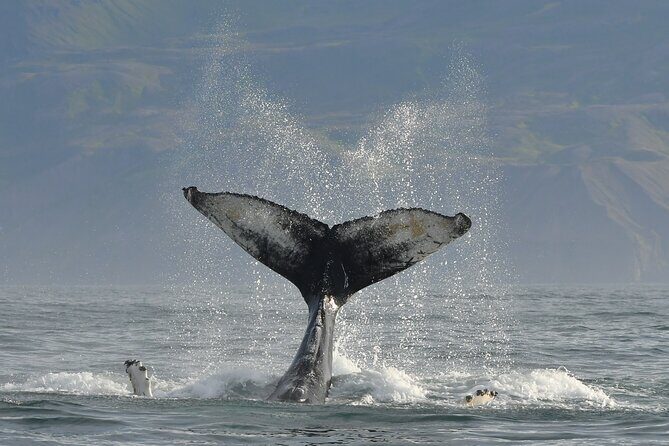 Húsavík Whale Watching Tour, family owned and operated - Skjálfandi Bay spotting: which whales you might actually see