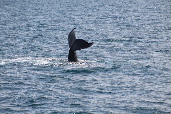 Húsavík Whale Watching Tour, family owned and operated - Puffins and seabirds: the bonus wildlife you don’t have to wait for