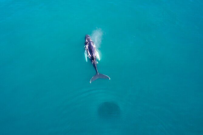 Húsavík Whale Watching Tour, family owned and operated - The $102.84 question: is it good value?