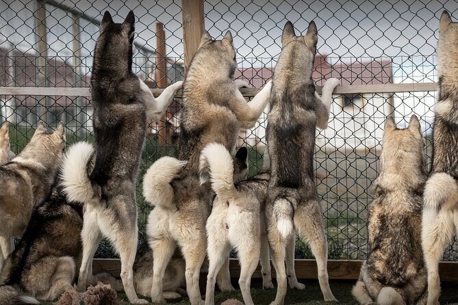 Husky Petting, in Akureyri - Key highlights you’ll care about