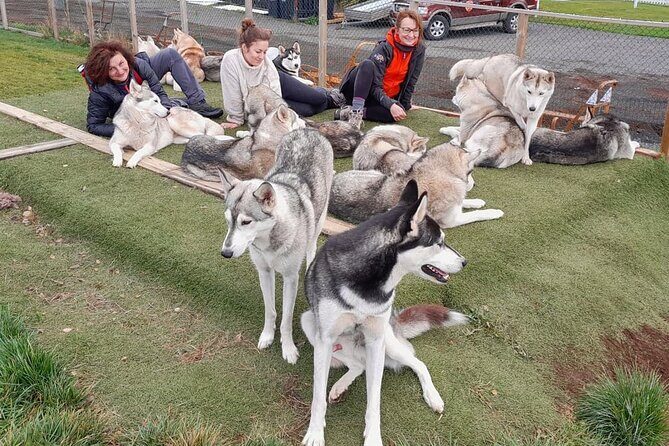Husky Petting in Akureyri (private) - A husky kennel visit outside Akureyri that actually feels local