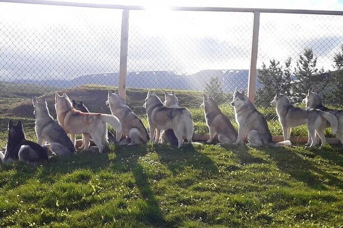 Husky Petting in Akureyri (private) - Private time: why “up to 8” changes the feel of the visit