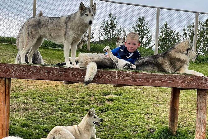 Husky Petting in Akureyri (private) - Price and value: when this makes sense in North Iceland