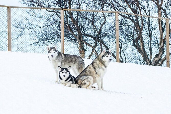Husky Petting in Akureyri (private) - Who will love this (and who might want a different style)