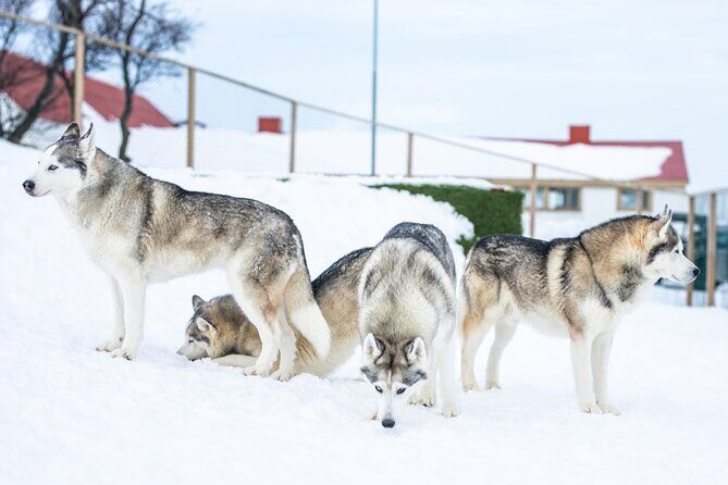 Husky Petting in Akureyri (private) - Practical tips that make the visit smoother