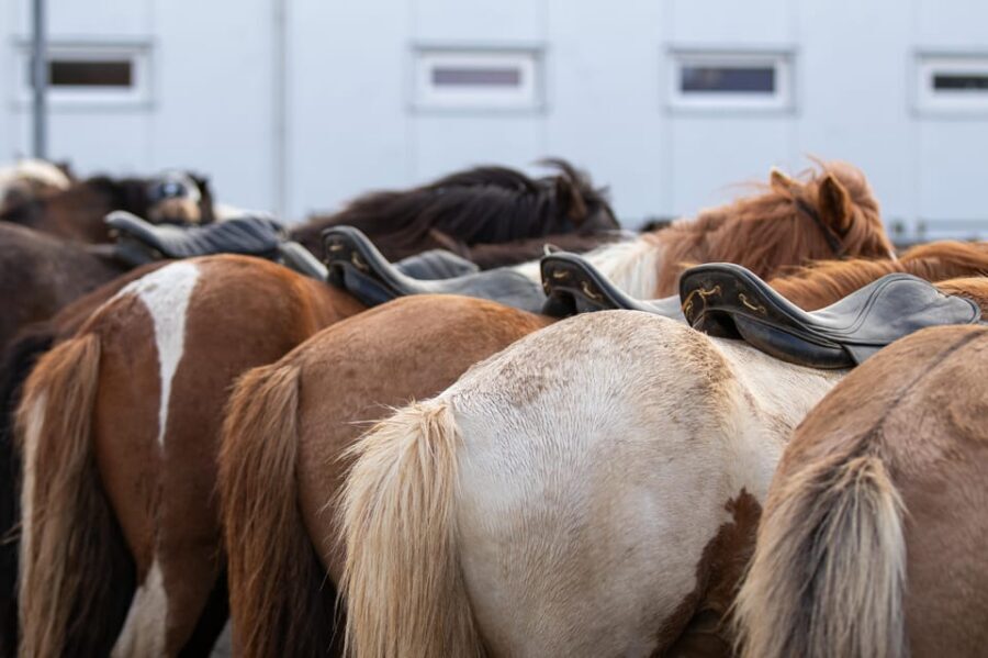 Hveragerdi: Countryside Charm Horse Riding Tour - Key things I’d zero in on