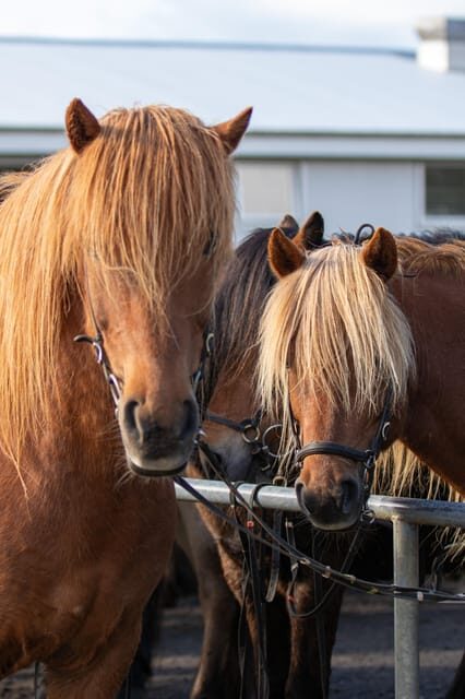 Hveragerdi: Countryside Charm Horse Riding Tour - Short and Sweet: What this 1-Hour Ride from Vellir Really Gives You