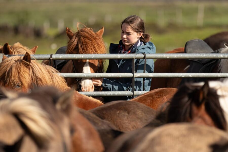 Hveragerdi: Countryside Charm Horse Riding Tour - The Icelandic Horse Lesson: What the Intro Covers and Why It Works