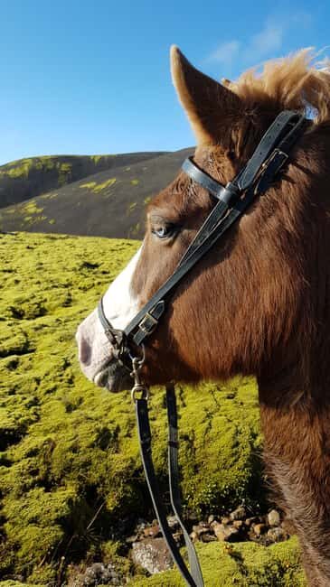 Hveragerði: Horseback Riding Tour for Beginners and … - The Ride Itself in Reykjadalur Valley: What You’re Actually Doing