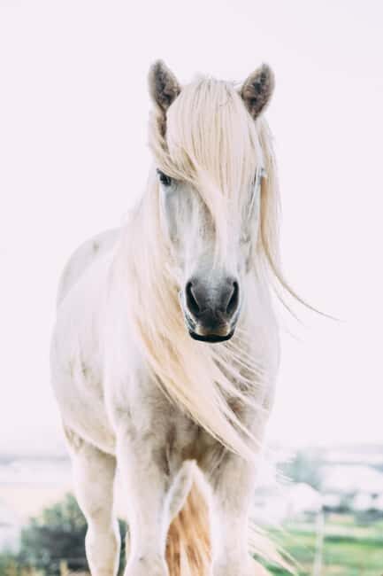 Hveragerði: Horseback Riding Tour for Beginners and … - Warm Up After: Coffee or Tea Included