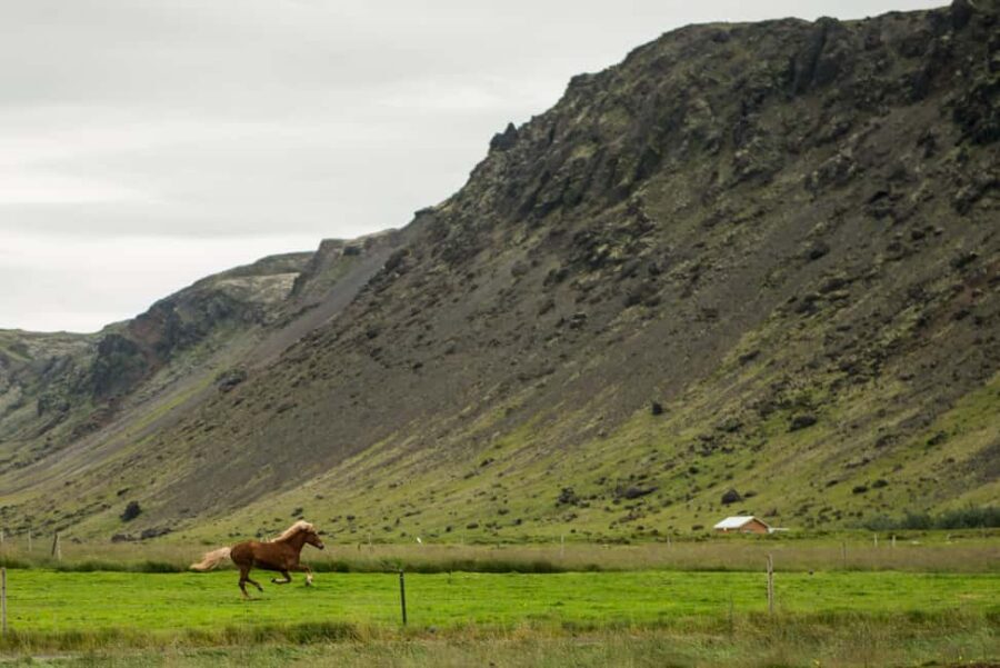 Hveragerði: Horseback Riding Tour for Beginners and … - Gear and What to Bring (Because Gloves Are Not Included)