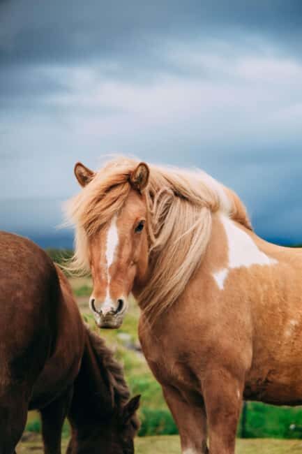Hveragerði: Horseback Riding Tour for Beginners and … - Price and Value: Is $101 Worth It?