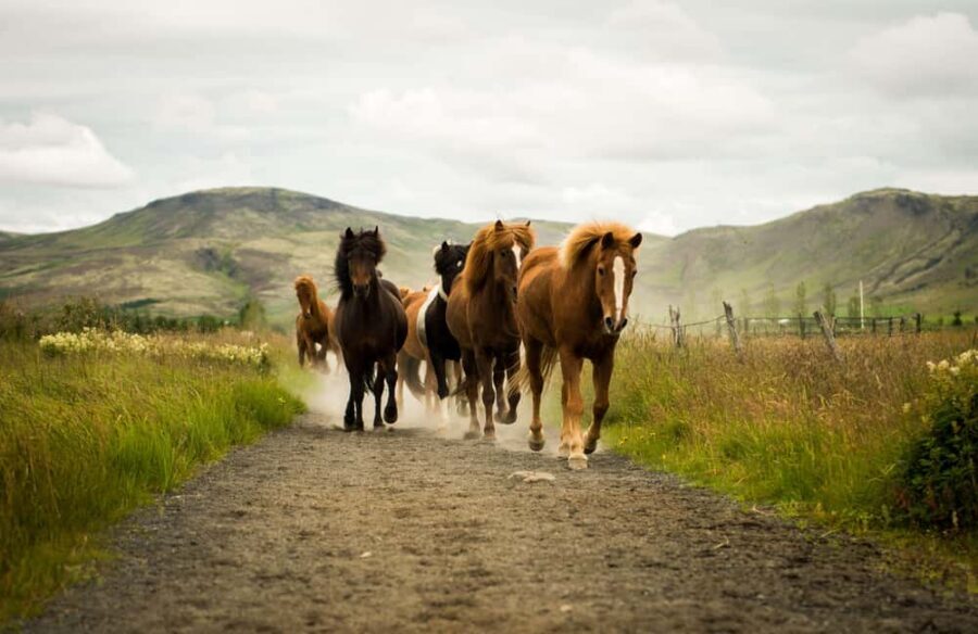 Hveragerði: Horseback Riding Tour for Beginners and … - At the Stable in Hveragerði: Suits, Helmets, and Horse 101