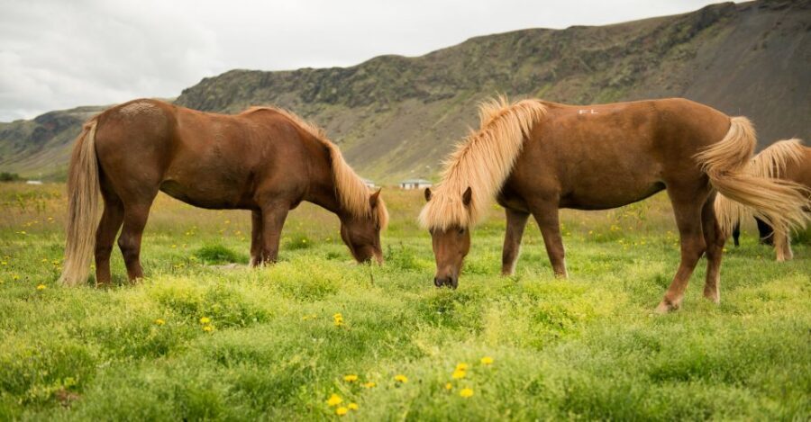 Hveragerdi: Reykjadalur (Hotspring Valley) Horse Riding Tour - Coffee, check-in energy, and the small details that improve the ride