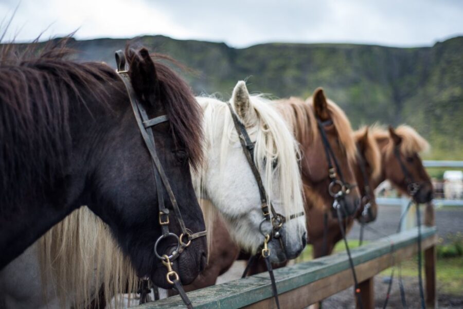 Hveragerdi: Reykjadalur (Hotspring Valley) Horse Riding Tour - Group size and guide style: getting personal attention without chaos