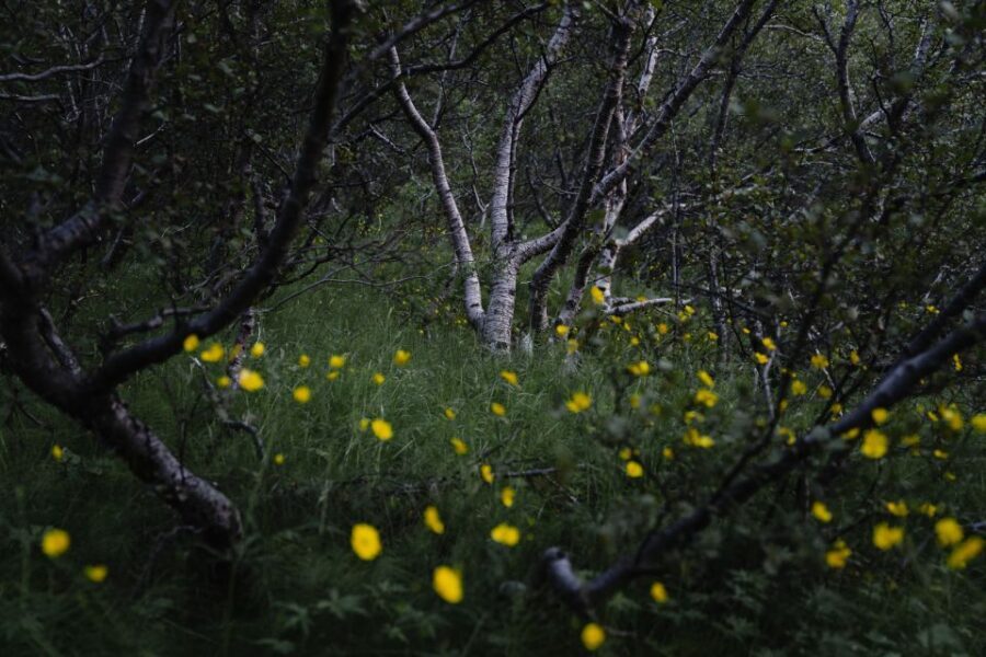 Hvolsvöllur: Private Thorsmork Guided Day Hike by Super Jeep - Price and value: $2,070 per group up to 4