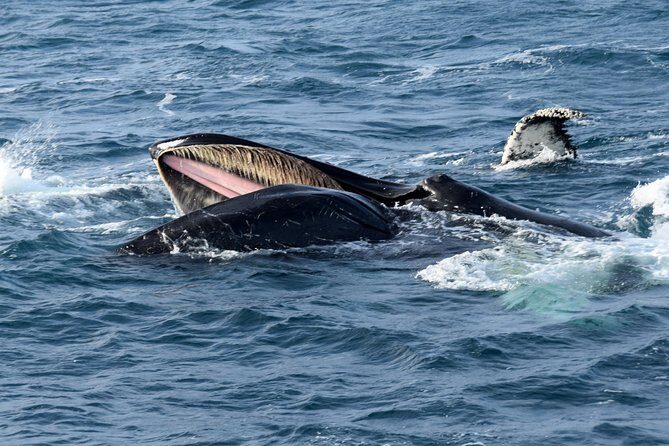 Iceland Super Saver: Northern Lights Cruise plus Whale-Watching Tour from Reykjavik - Key things I’d bookmark before you book