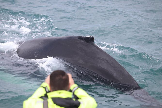 Iceland Super Saver: Northern Lights Cruise plus Whale-Watching Tour from Reykjavik - Geirsgata 11, Old Harbour timing, and the 9pm or 10pm lights departure