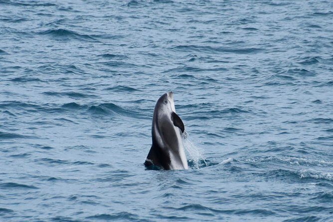 Iceland Super Saver: Northern Lights Cruise plus Whale-Watching Tour from Reykjavik - Northern Lights cruise: how the guide story changes the night