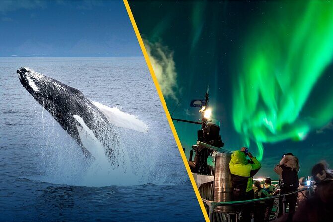 Iceland Super Saver: Northern Lights Cruise plus Whale-Watching Tour from Reykjavik - Guide quality, speaker setup, and group size on a 198-person boat
