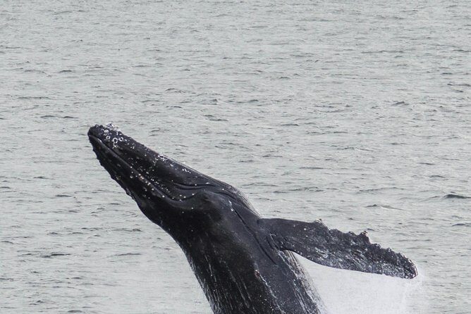 Iceland Super Saver: Northern Lights Cruise plus Whale-Watching Tour from Reykjavik - When weather turns: what to expect and how the try-again ticket helps