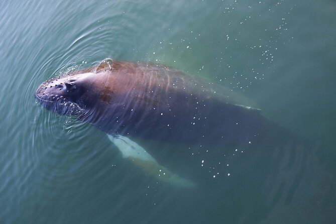 Iceland Super Saver: Northern Lights Cruise plus Whale-Watching Tour from Reykjavik - Faxaflói Bay whale-watching: what you’re actually scanning for