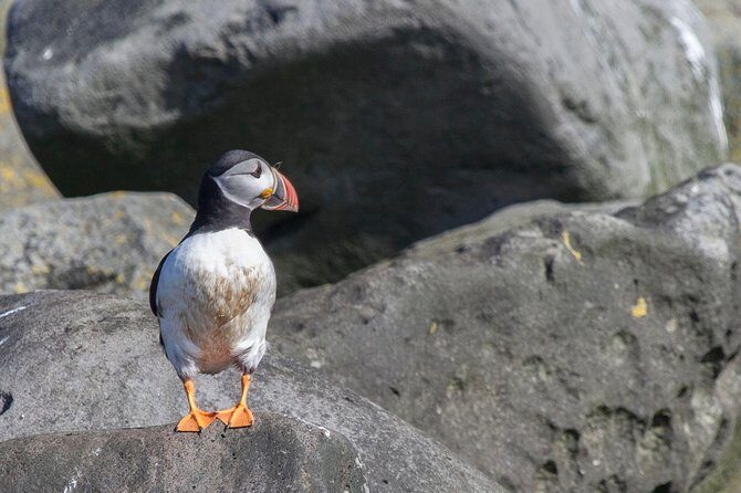 Iceland Super Saver: Puffin Cruise plus Whale-Watching Tour from Reykjavik - Key highlights worth planning for