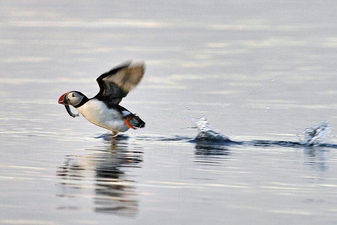 Iceland Super Saver: Puffin Cruise plus Whale-Watching Tour from Reykjavik - Meeting Point at Geirsgata 11: getting oriented fast