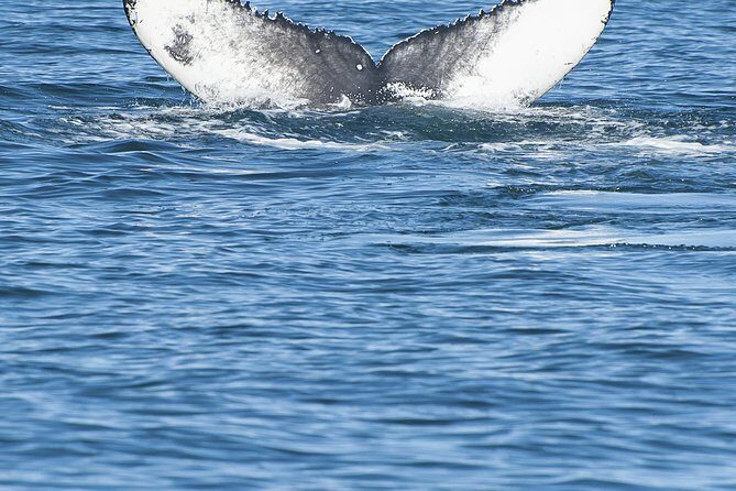 Iceland Super Saver: Puffin Cruise plus Whale-Watching Tour from Reykjavik - Whale-Watching in Faxafloi Bay: scanning, warm gear, and what you might see
