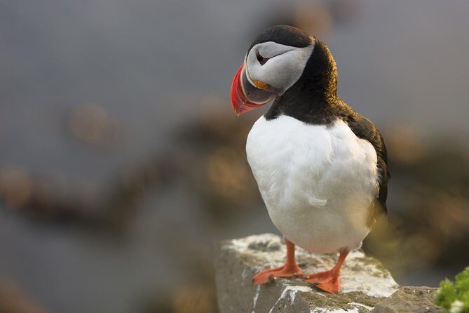 Iceland Super Saver: Puffin Cruise plus Whale-Watching Tour from Reykjavik - Included extras that make a difference more than you’d think
