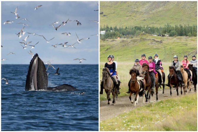 Icelandic Horse Riding and Whale Watching Cruise from Reykjavík - Key Points at a Glance