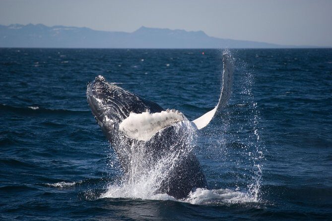 Icelandic Horse Riding and Whale Watching Cruise from Reykjavík - Elding Whale Watching: Faxaflói Bay and a 3-Hour Scan for Spouts