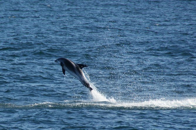 Icelandic Horse Riding and Whale Watching Cruise from Reykjavík - Meeting Points and the Start of Your Day in Reykjavík
