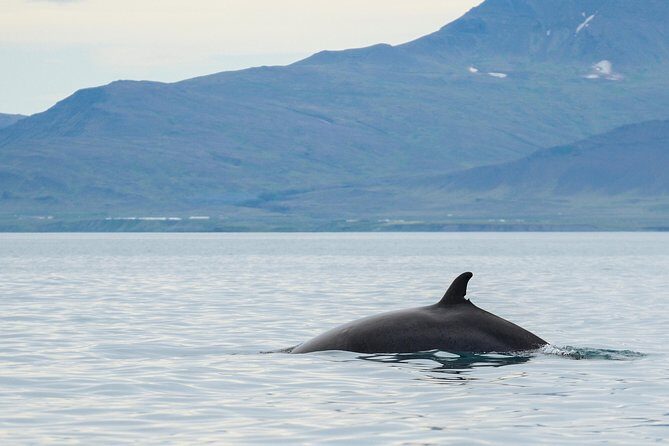 Icelandic Horse Riding and Whale Watching Cruise from Reykjavík - Warm Gear, Safety Equipment, and Why This Tour Works in Bad Weather