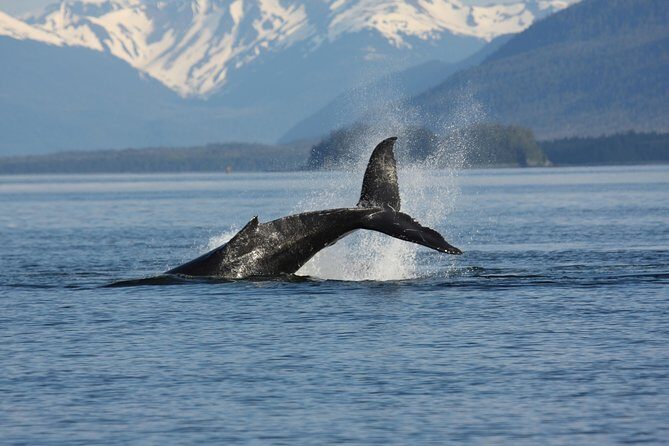 Icelandic Horse Riding and Whale Watching Cruise from Reykjavík - Who Should Book This (and Who Might Want to Skip It)
