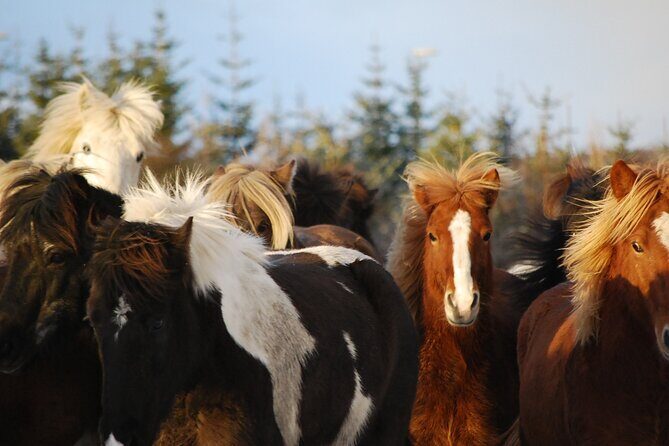 Icelandic Horse Riding and Whale Watching Tour from Reykjavik - How the full 5.5-hour combo flows, start to finish